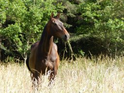 Tophie du Durzon par Echogene Latour et Garbo Grandbois/ Neptune d&#039;Alary